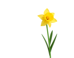A beautiful yellow daffodil in full bloom, isolated on a transparent background. png