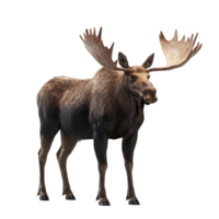 Isolated Moose With Antlers On Transparent Background png