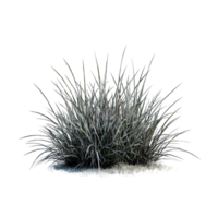 Snowy Grass Scene With Fresh Greenery on transparent background png