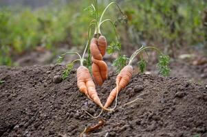 Unique carrots growing naturally in garden soil photo