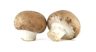 Fresh Champignon Mushrooms Isolated on White Background in Bright Studio Lighting photo