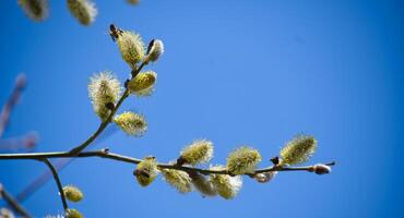 Two bees collect pollen from a willow branch against a clear blue sky during springtime. photo