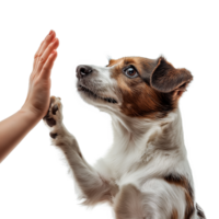 Loyal Dog Reaching for Human Hand, Heartwarming Connection Between Pet and Owner, Isolated on Transparent Background. Perfect for Pet Adoption Ads png