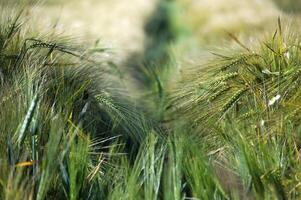 Close-up of green barley plant growing in a field on a sunny day photo