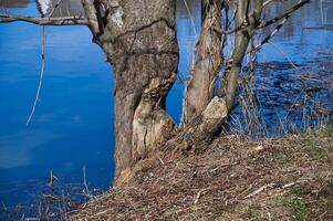 Large damaged tree trunk growing on river bank with blue water in background photo