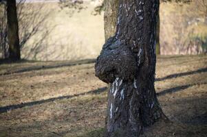 A close-up of a birch tree trunk shows a large burl growth in the early spring sunshine. photo