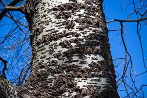 Detailed view of a poplar tree trunk showcasing its unique bark and texture against a blue sky. photo