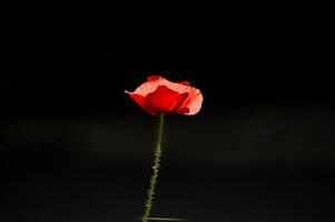Red Poppy Flower on Dark Background in Minimalist Composition photo