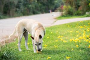 The dog is eating bread while he is hungry, the dog is standing in the green grass with yellow flowers falling down. photo