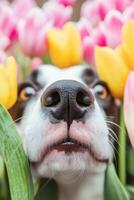 A dog is looking up at the camera with tulips in the background photo