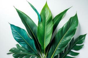 A green plant with leaves on a white background photo