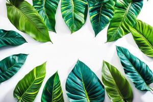 Green leaves arranged in a circle on a white background photo