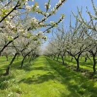 Springtime Magic Apple Trees in Full Bloom with a Soft Floral Glow photo