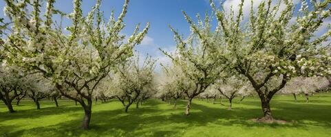 First Signs of Spring Apple Trees Covered in Delicate Blossoms photo