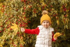 Young child in bright attire holding autumn leaves in front of a colorful shrub on a cool fall day in a park photo