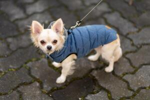 Small chihuahua wears cozy blue coat while exploring a stone pathway in autumn weather photo