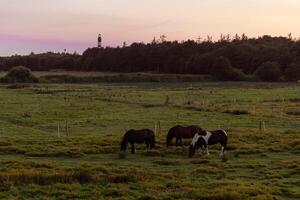 Horses grazing in a tranquil pasture at sunset near a distant lighthouse surrounded by lush greenery photo