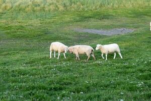 Three sheep grazing and interacting in a green pasture during late afternoon light photo