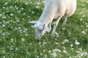 A sheep grazing peacefully among wildflowers in a lush green meadow during the late afternoon sunlight photo