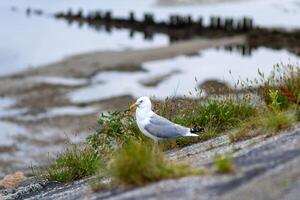 A seagull stands on a rocky shore with tide pools and calm waters in the background during a cloudy day at the coast photo