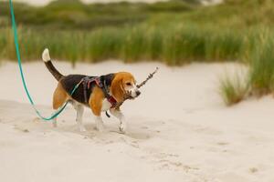 Beagle puppy happily walks on a sandy beach while carrying a stick in its mouth during a sunny day with grass in the background photo