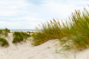 Golden grasses sway gently over sandy dunes near the tranquil shore during a cloudy afternoon photo
