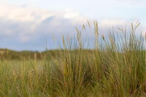 Lush green grass swaying gently in the breeze under a cloudy sky in a coastal landscape during early evening hours photo