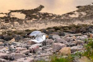A seagull resting on rocks near the shore during sunset with a shimmering water background and warm sky colors photo