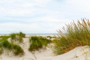 Grassy sand dunes along a serene beach under a cloudy sky in late afternoon light photo