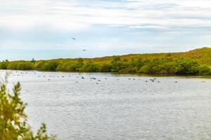 Tranquil riverside view with birds enjoying the still water at a green landscape during cloudy daylight photo