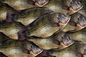 Tilapia, Nile tilapia fish many for a background photo