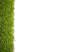 Microgreen sprouts on white background.place for text photo