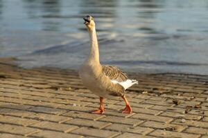 A goose calls out while walking along the water's edge at a lakeside photo