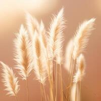 Abstract natural background of soft plants Cortaderia selloana. Pampas grass on a blurry bokeh, Dry reeds boho style. Fluffy stems of tall grass. photo