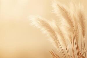 Abstract natural background of soft plants Cortaderia selloana. Pampas grass on a blurry bokeh, Dry reeds boho style. Fluffy stems of tall grass. photo