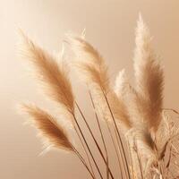 Abstract natural background of soft plants Cortaderia selloana. Pampas grass on a blurry bokeh, Dry reeds boho style. Fluffy stems of tall grass. photo