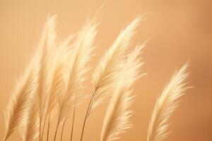 Abstract natural background of soft plants Cortaderia selloana. Pampas grass on a blurry bokeh, Dry reeds boho style. Fluffy stems of tall grass. photo