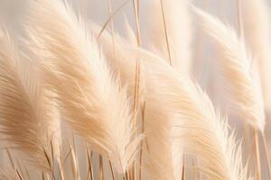 Abstract natural background of soft plants Cortaderia selloana. Pampas grass on a blurry bokeh, Dry reeds boho style. Fluffy stems of tall grass. photo
