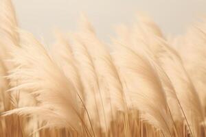Abstract natural background of soft plants Cortaderia selloana. Pampas grass on a blurry bokeh, Dry reeds boho style. Fluffy stems of tall grass. photo