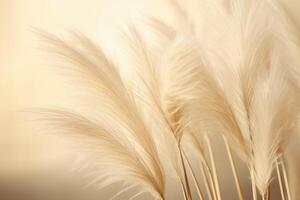Abstract natural background of soft plants Cortaderia selloana. Pampas grass on a blurry bokeh, Dry reeds boho style. Fluffy stems of tall grass. photo