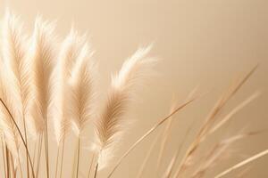 Abstract natural background of soft plants Cortaderia selloana. Pampas grass on a blurry bokeh, Dry reeds boho style. Fluffy stems of tall grass. photo