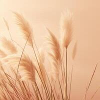 Abstract natural background of soft plants Cortaderia selloana. Pampas grass on a blurry bokeh, Dry reeds boho style. Fluffy stems of tall grass. photo