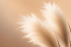 Abstract natural background of soft plants Cortaderia selloana. Pampas grass on a blurry bokeh, Dry reeds boho style. Fluffy stems of tall grass. photo