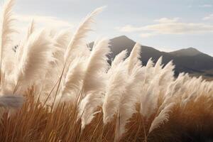 Abstract natural background of soft plants Cortaderia selloana. Pampas grass on a blurry bokeh, Dry reeds boho style. Fluffy stems of tall grass. photo