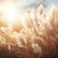 Abstract natural background of soft plants Cortaderia selloana. Pampas grass on a blurry bokeh, Dry reeds boho style. Fluffy stems of tall grass. photo