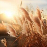 Abstract natural background of soft plants Cortaderia selloana. Pampas grass on a blurry bokeh, Dry reeds boho style. Fluffy stems of tall grass. photo