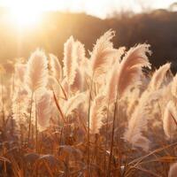 Abstract natural background of soft plants Cortaderia selloana. Pampas grass on a blurry bokeh, Dry reeds boho style. Fluffy stems of tall grass. photo