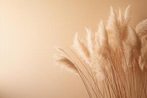 Abstract natural background of soft plants Cortaderia selloana. Pampas grass on a blurry bokeh, Dry reeds boho style. Fluffy stems of tall grass. photo