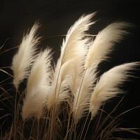 Abstract natural background of soft plants Cortaderia selloana. Pampas grass on a blurry bokeh, Dry reeds boho style. Fluffy stems of tall grass. photo