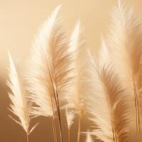 Abstract natural background of soft plants Cortaderia selloana. Pampas grass on a blurry bokeh, Dry reeds boho style. Fluffy stems of tall grass. photo